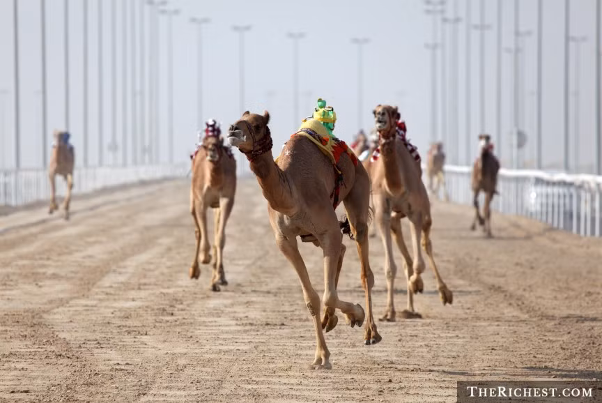 Tại Dubai, những con robot giá 300 USD được dùng để đua lạc đà: Đua lạc đà được ví như ngành công nghiệp trị giá hàng trăm triệu USD tại quốc gia này. Trước đây, trẻ em thường được sử dụng trong các cuộc đua lạc đà dẫn đến sự bùng nổ của hoạt động buôn trẻ em từ các nước nghèo ở Nam Á và châu Phi. Thế nhưng giờ đây, những con robot có giá 300 USD-10.000 USD hiện được dùng trong các cuộc đua lạc đà giúp hạn chế tình trạng buôn bán trẻ em.