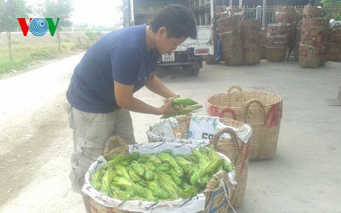 Am muu nao sau chuyen mua hoa thanh long ban sang Trung Quoc?