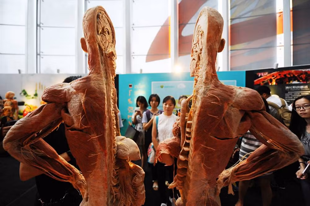 Cơ quan nội tạng bên trong cơ thể con người đều được phơi bày. (Nguồn:CCTV)