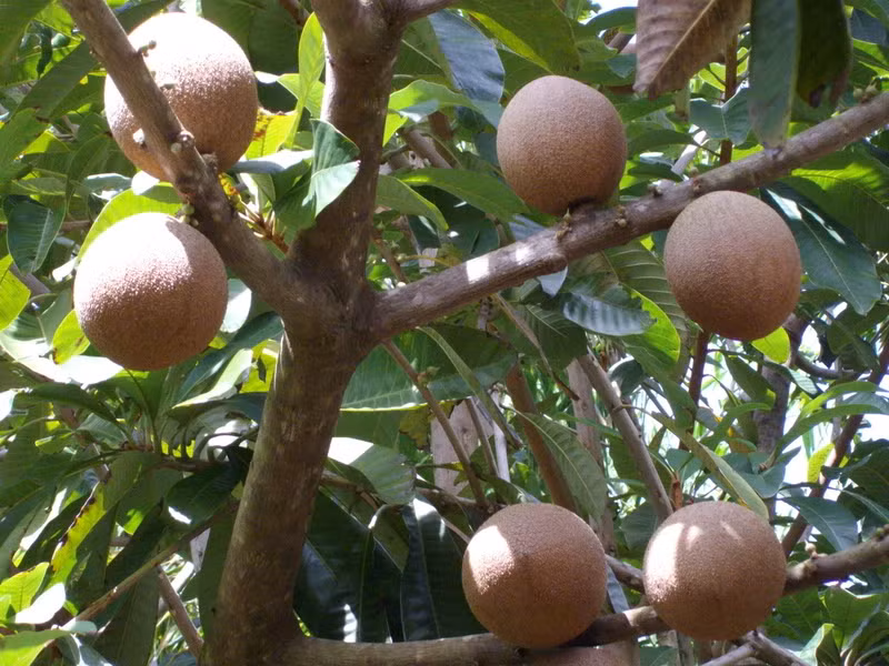 Táo Mamey có hình dáng khá giống với trái hồng xiêm ở Việt Nam.