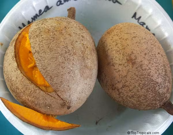 Phần thịt bên trong quả táo Mamey có màu vàng và có mùi vị ngon ngọt, dễ ăn.