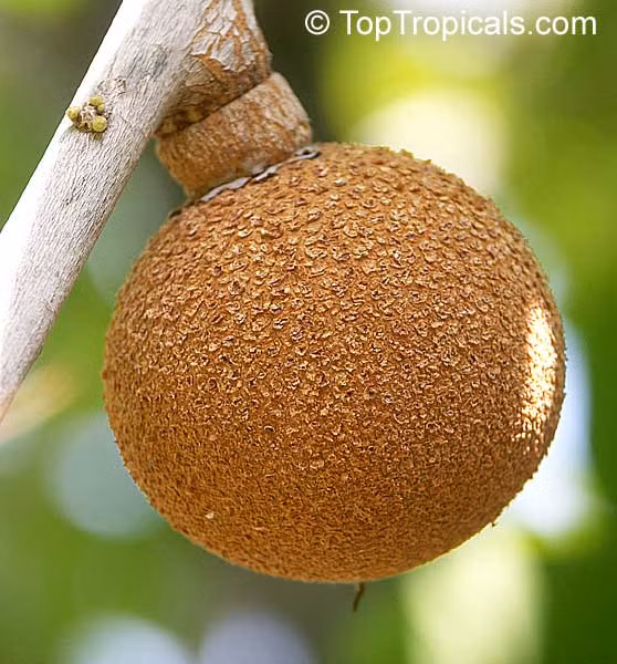 Vỏ quả cũng sần sùi giống trái hồng xiêm.