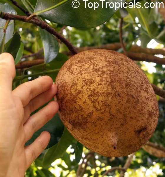 Trái Mamey tới độ chín có kích thước lớn đang chờ thu hoạch.