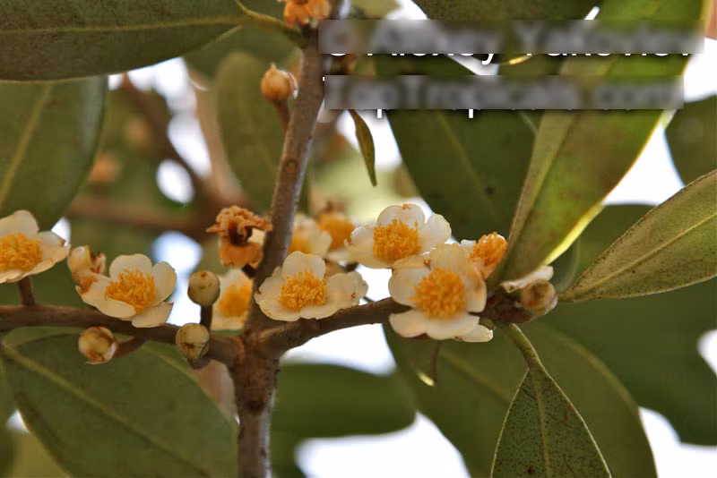 Hoa của chúng có mùi thơm, gồm 4 hoặc 6 cánh hoa màu trắng.