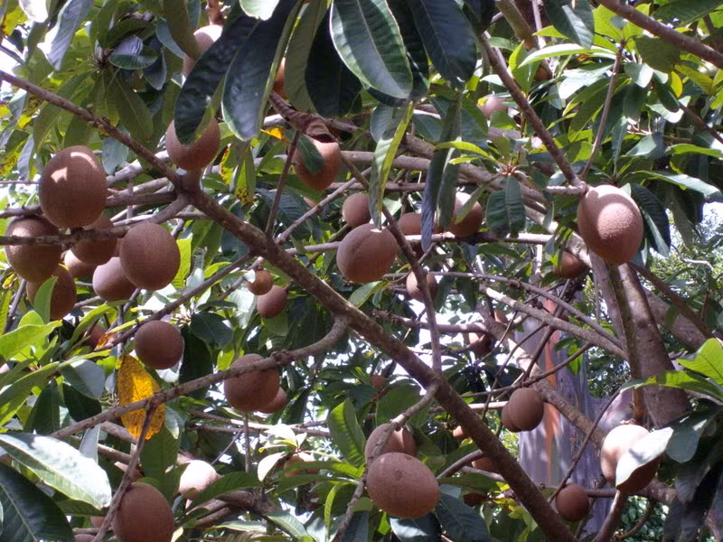 Khi còn xanh, trái cây Mamey cứng và nặng. Còn lúc chín, quả trở nên mềm và phần thịt bên trong có màu cam hoặc màu vàng.