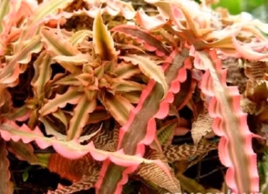 Cây lê phụng cơ, còn có tên là lê tiểu phụng, là loại cây ưa ẩm mát, có khả năng chịu bóng. Loài cây này sức sống bền lâu, thời gian nở hoa dài và cách chăm sóc rất đơn giản. Đất trồng không cần màu mỡ. Về mặt phong thủy, lê phụng cơ có công dụng khai vận rất tốt. Nếu trồng trong nhà, nó được coi là giúp không khí gia đình hòa thuận, tăng cường tình yêu đôi lứa, tăng cường tài lộc.