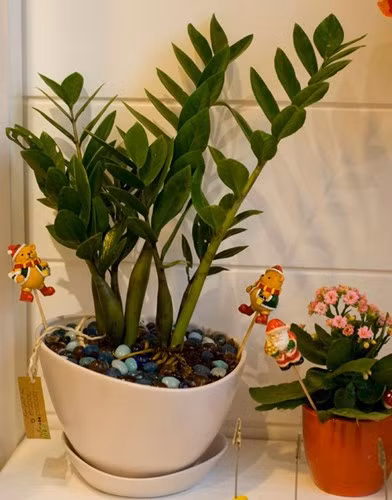 Cây kim tiền cũng được xếp vào những loại cây hợp phong thủy trang trí nhà. Kim tiền thuộc cây cảnh họ thiên nam tinh, sống lâu năm, xanh tốt. Thân cây to khỏe, nằm dưới mặt đất, trên mặt đất không có thân chính; mầm nảy nhiều và hình thành nhiều thân nhỏ. Lá kép dạng to, cuống ngắn, chắc khỏe, màu xanh lục, sáng bóng rất đẹp, có tuổi thọ khoảng 2 - 3 năm và được thay thế không ngừng. Chính vì vậy kim tiền được coi là cây "phát" - kim phát tài.