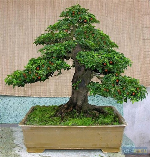 Kim quýt: Một trong những loài bonsai được nhiều người lựa chọn để trưng trong nhà ngày Tết chính là bonsai kim quýt, cây mang ý nghĩa cầu mong may mắn và tài lộc dồi dào. Bonsai kim quýt có hình dáng đặc trưng ưa nhìn, cành lá xanh tươi, xen lẫn những trái mang màu đỏ sẫm. Hình thế của cây được mô tả với tỷ lệ thu nhỏ của cây thực trong tự nhiên.