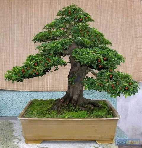 Kim quýt: Một trong những loài bonsai được nhiều người lựa chọn để trưng trong nhà ngày Tết chính là bonsai kim quýt, cây mang ý nghĩa cầu mong may mắn và tài lộc dồi dào. Bonsai kim quýt có hình dáng đặc trưng ưa nhìn, cành lá xanh tươi, xen lẫn những trái mang màu đỏ sẫm. Hình thế của cây được mô tả với tỷ lệ thu nhỏ của cây thực trong tự nhiên.