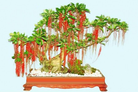 Cây lộc vừng được cha ông xưa cho rằng “lộc” ứng với tài lộc – “vừng” ứng với nhỏ nhưng nhiều. Hoa màu đỏ tượng trưng cho hỷ sự (chuyện vui trong nhà), có ý nghĩa mang lại nhiều lộc, nhiều niềm vui trong gia đình.