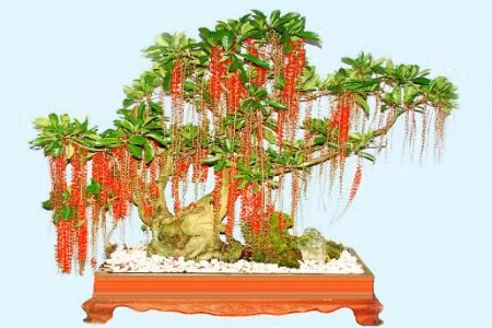 Cây lộc vừng được cha ông xưa cho rằng “lộc” ứng với tài lộc – “vừng” ứng với nhỏ nhưng nhiều. Hoa màu đỏ tượng trưng cho hỷ sự (chuyện vui trong nhà), có ý nghĩa mang lại nhiều lộc, nhiều niềm vui trong gia đình.