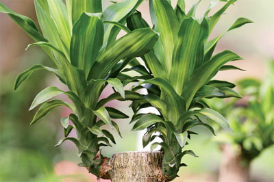 Cây thiết mộc lan - còn gọi là phát tài với nhiều mầm cây thường được chọn đặt trong nhà. Trong phong thủy, đây là loài cây mang lại may mắn cho gia chủ.