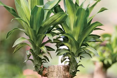 Cây thiết mộc lan - còn gọi là phát tài với nhiều mầm cây thường được chọn đặt trong nhà. Trong phong thủy, đây là loài cây mang lại may mắn cho gia chủ.