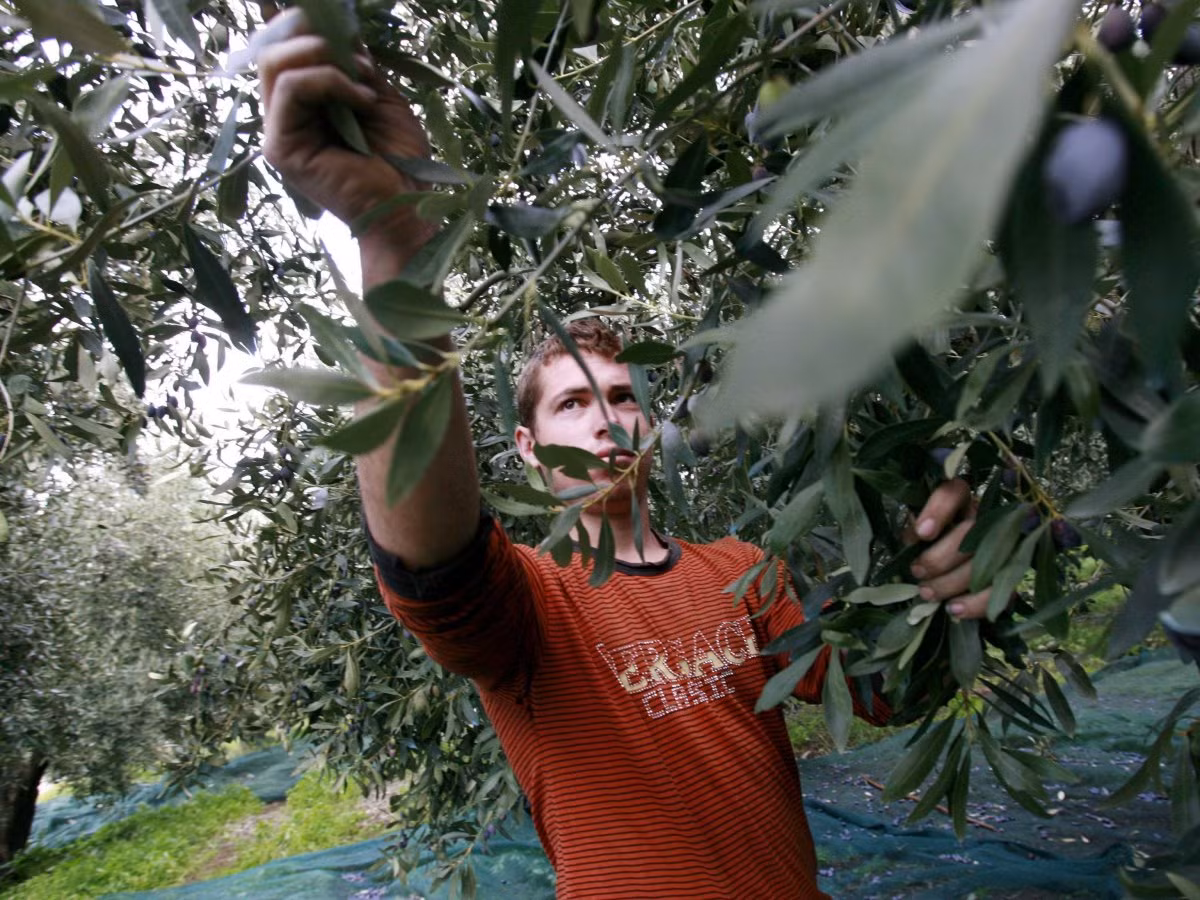 Sản xuất lượng dầu ô liu hàng năm của Hy Lạp tương dương với 1.575 con cá voi xanh. Hy Lạp, đất nước sản xuất dầu ô liu lớn thứ ba trên thế giới sau khi Tây Ban Nha và Ý, sản xuất 300.000 tấn một năm. 90% trong số đó là xuất khẩu sang Liên minh châu Âu.