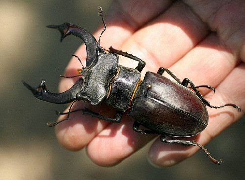 Nhung loai vat cung dat gia nhat the gioi-Hinh-6