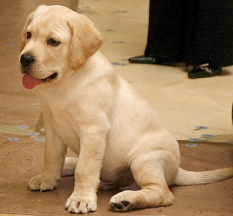 Nhung loai vat cung dat gia nhat the gioi-Hinh-4