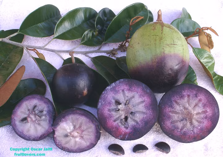 Phần lớn sản lượng vú sữa tím đều được tiêu thụ tại thị trường nội địa. Việc vú sữa tím được ưa chuộng hơn giúp các chủ vườn ăn nên làm ra, nhiều người đã giàu lên nhờ trồng giống quả này.