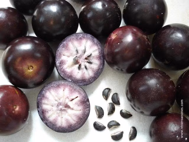 Là giống cây nhiệt đới nên hiện, vú sữa tím được trồng nhiều ở Trung và Nam Mỹ cũng như các vùng nhiệt đới châu Á và châu Phi.