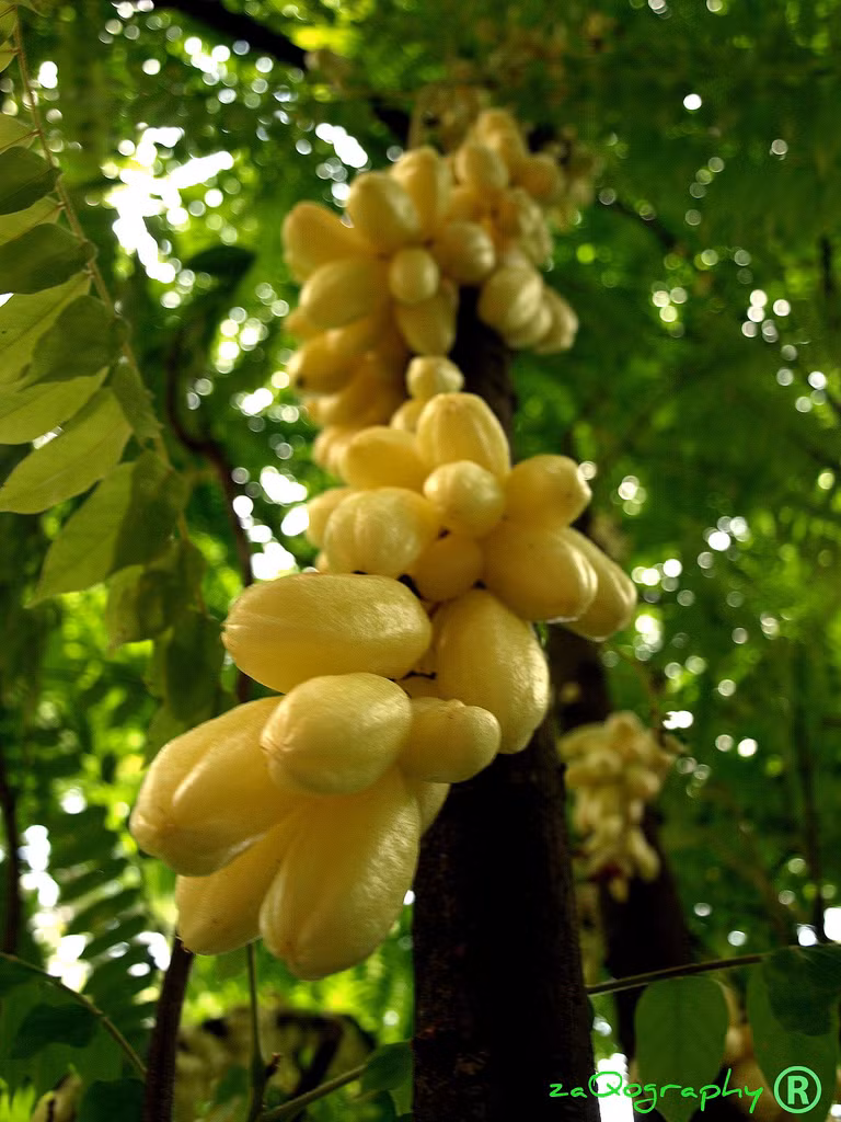 Quả giòn khi còn non xanh sau dần chuyển thành vàng khi chín.