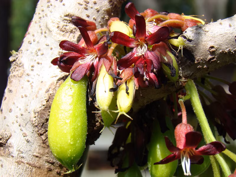 Hoa khế tàu màu đỏ, thường thu hút côn trùng và cả những con tắc kè.