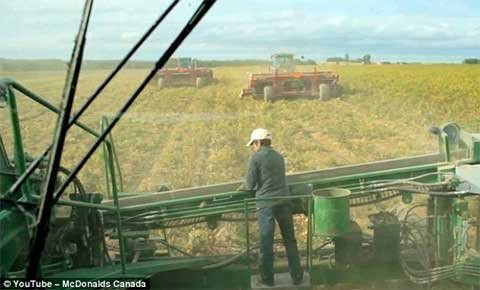 Khoai tây được thu hoạch và phân loại tại một trong những trang trại cung ứng khoai tây cho McDonald’s .