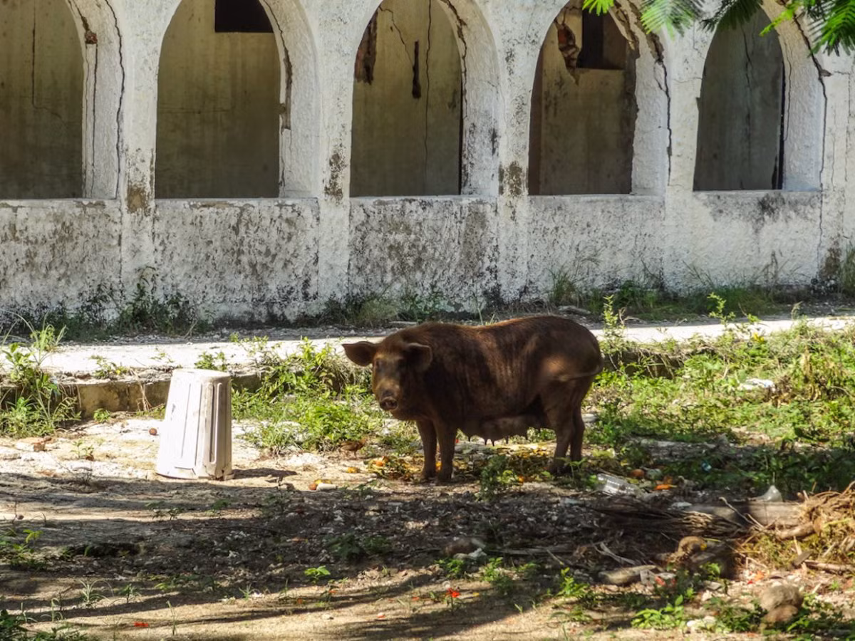Rất nhiều động vật hoang dã tìm đến đây sinh sống.