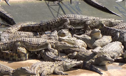 Những công nhân làm việc tại trang trại cá sấu cho biết, họ dùng súng chuyên dụng để bắn vào đầu cá sấu, rồi cưa những dãy gai trên lưng và dùng dao để cắt ngang cổ con vật. Trong hình là cảnh những con cá sấu bị dồn vào một góc chật chội để chờ đem đi xẻ thịt, lột da.