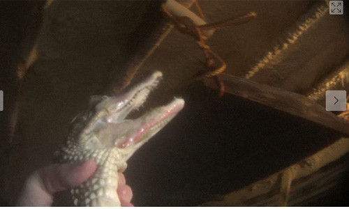 Một người làm việc tại xưởng lột da cá sấu tiết lộ rằng: “Họ xẻ lưng cá sấu, rồi lấy da bụng làm túi".