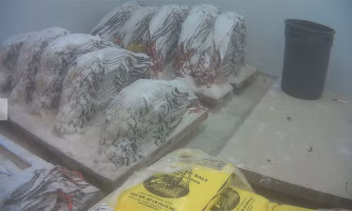 Da của cá sấu được bảo quản trong tủ đông lạnh trước khi được phân phối tới những xưởng thuộc da trên khắp nước Mỹ.