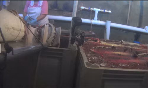 Các công nhân ngâm những con cá sấu đã chết trong một thùng đá trước khi lột da.