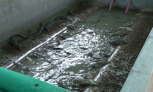 Để làm một chiếc túi Hermes có giá trung bình hơn 53.000 USD, cần da của 3 con cá sấu. Mặc dù ngoài tự nhiên, cá sấu có tuổi thọ cao hơn con người rất nhiều nhưng loài động vật này gần như không có cơ hội sống khi tròn 3 năm tuổi.