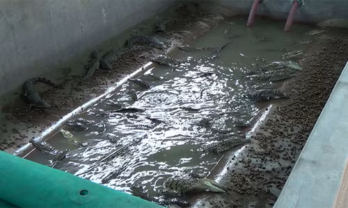 Để làm một chiếc túi Hermes có giá trung bình hơn 53.000 USD, cần da của 3 con cá sấu. Mặc dù ngoài tự nhiên, cá sấu có tuổi thọ cao hơn con người rất nhiều nhưng loài động vật này gần như không có cơ hội sống khi tròn 3 năm tuổi.