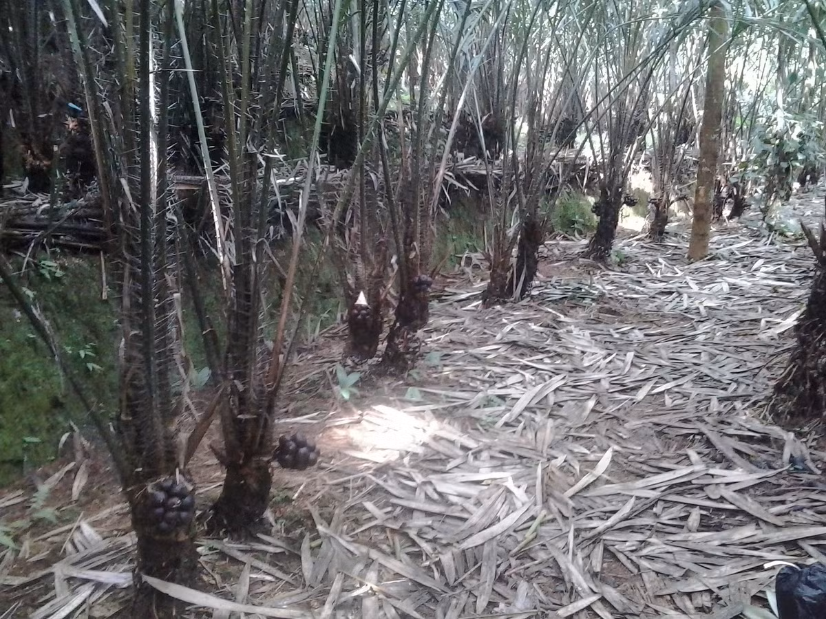 Quả Salak thường mọc ở gốc cây và được gọi là quả da rắn bởi vỏ quả có vảy màu nâu đỏ. Nhân quả Salak có vị ngọt và có tính axit.