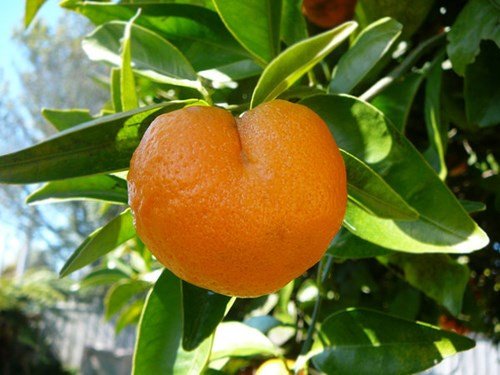 Năm 2009, Hàn Quốc đã cho "ra lò" loại cam hình trái tim.