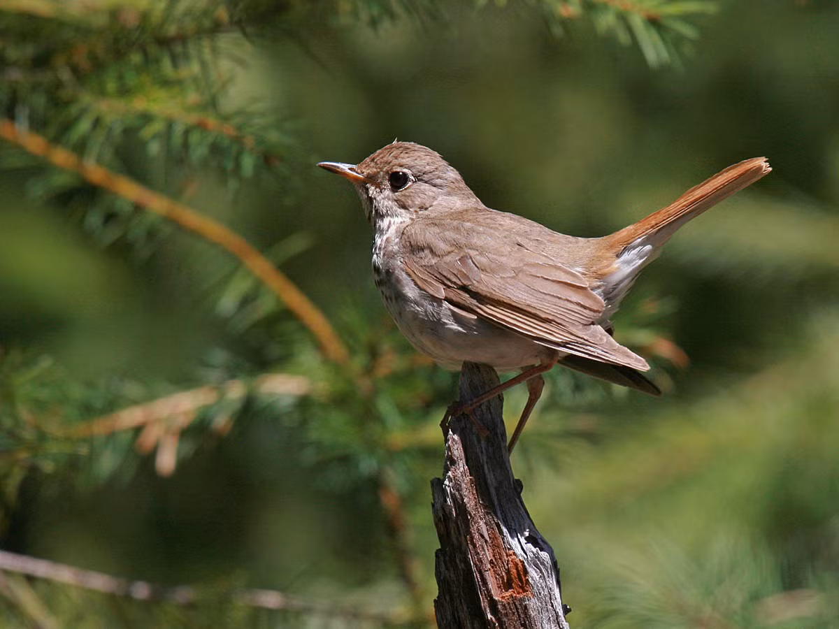 Điều đặc biệt của bữa tiệc xa hoa này là vua Mohammad Reza Pahlavi đã phủ xanh diện tích đất sa mạc - nơi diễn ra bữa tiệc - bằng các loại cây cối mang đến từ Pháp. Ngoài ra, để tạo không khi tự nhiên cho đại tiệc, vua Iran còn mua tới 50.00 con chim từ châu Âu để thả tại địa điểm tổ chức tiệc. Thế nhưng chỉ sau 3 ngày, tất cả đàn chim đã chết vì khí hậu sa mạc quá khắc nghiệt đối với chúng.