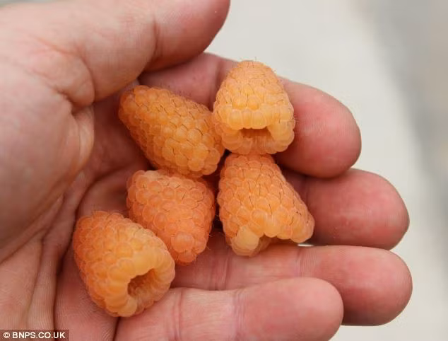 Giá bán của mâm xôi màu da cam ở các siêu thị Anh là khoảng gần 50.000 đồng/túi có trọng lượng 125g.