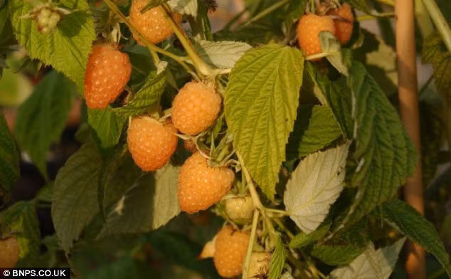 Hinh anh thu hoach mam xoi mau da cam cuc doc