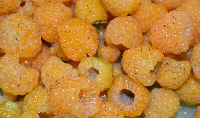 Loại quả đặc biệt này được rất nhiều bà nội trợ dùng làm các món salad trái cây nhờ màu cam nổi bật của nó.