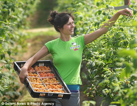 Ngoài ra, giống mâm xôi này cũng được trồng thử nghiệm ở Anh để nấu một loại rượu champagne mâm xôi. Ảnh người làm vườn đang thu hoạch mâm xôi da cam.