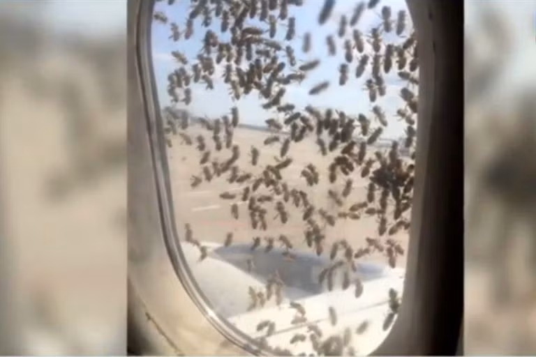 May bay gap nan vi bi dan ong du tan cong