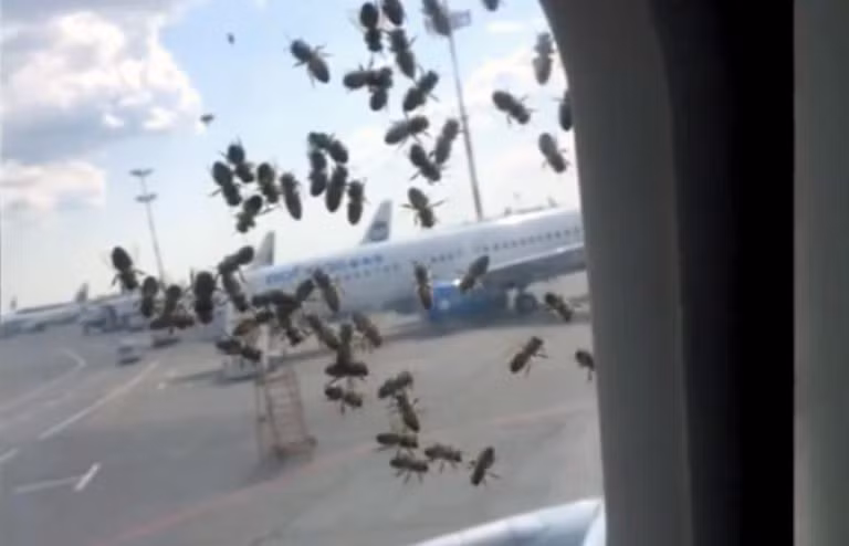 May bay gap nan vi bi dan ong du tan cong-Hinh-2