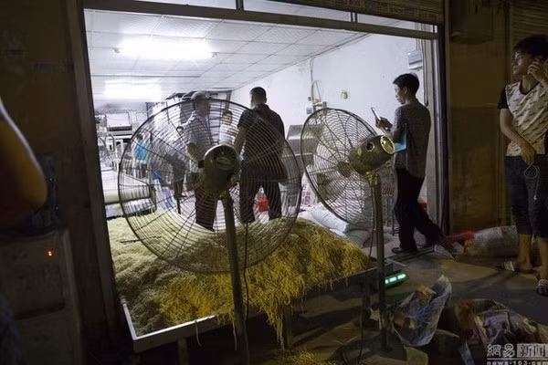 Mỗi buổi tối, nhà xưởng sản xuất được 1 tấn mì chỉ trong 3 tiếng bắt đầu từ lúc 10h tối. Tất cả đều chuyển đến tiêu thụ tại khu công nghiệp Nam Sơn.