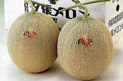 Loại dưa này có thời gian sinh trưởng cực ngắn do được trồng tại những khu vực thường xuyên có tuyết rơi dày suốt nửa năm.