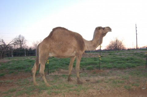 Những năm gần đây, giới nhà giàu tại Mỹ đã không tiếc tiền khi chi tới 10.000 USD để sở hữu một chú lạc đà. Trái với suy nghĩ của nhiều người rằng lạc đà chắc hẳn rất khó nuôi, chúng lại rất ngoan ngoãn và dễ chăm sóc. Thức ăn chính của loài lạc đà không bướu này chỉ là cỏ và cà rốt.