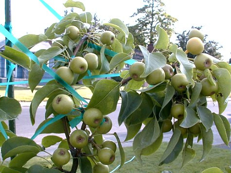 Naju có môi trường tốt nhất cho trồng lê ở Hàn Quốc: nhiệt độ trung bình ở mức 13 độ C, chất lượng đất đai tốt.