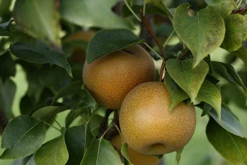 Vùng trồng lê ngon nổi tiếng nhất ở Hàn Quốc là Naju.