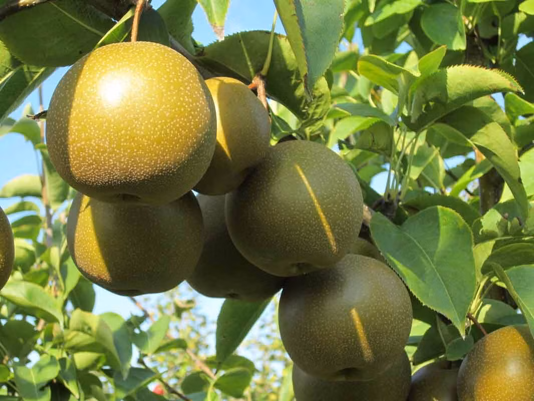 Những trái lê Naju không chỉ nổi tiếng ở Hàn Quốc mà còn lừng danh ở thị trường nước ngoài.