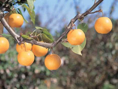 Với những ưa điểm và giá trị dinh dưỡng cao, giống lê khổng lồ này thường được xuất khẩu tại thị trường cao cấp Nhật Bản, Mỹ.