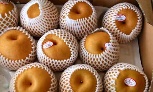 Nhiều người thích lê Hàn Quốc bởi nó có vị ngọt và nhiều nước, có tác dụng giải khát, giải nhiệt tốt.