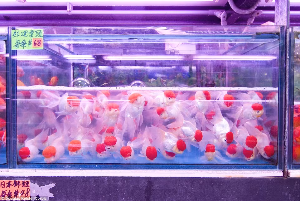 Đến chợ cá cảnh ở Mong Kok, du khách có thể ngắm nhìn hàng ngàn loại cá cảnh và các sinh vật biển.